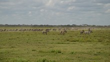 vignette Tanzanie_2015_1245.jpg 