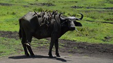 vignette Tanzanie_2015_1330.jpg 