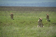 vignette Tanzanie_2015_1336.jpg 