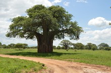 vignette Tanzanie_2015_1409.jpg 