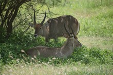 vignette Tanzanie_2015_1426.jpg 