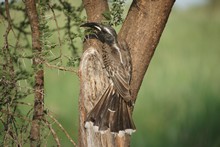 vignette Tanzanie_2015_1475.jpg 