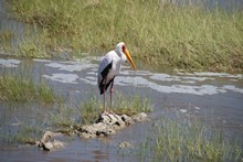 vignette Tanzanie_2015_1570.jpg 