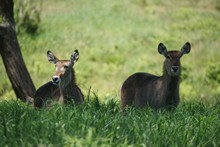 vignette Tanzanie_2015_1597.jpg 