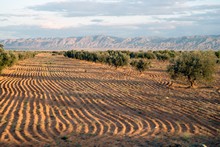 vignette Tunisie_0571.jpg 