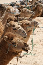 vignette Tunisie_0724.jpg 