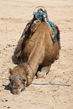 vignette Tunisie_0728.jpg 