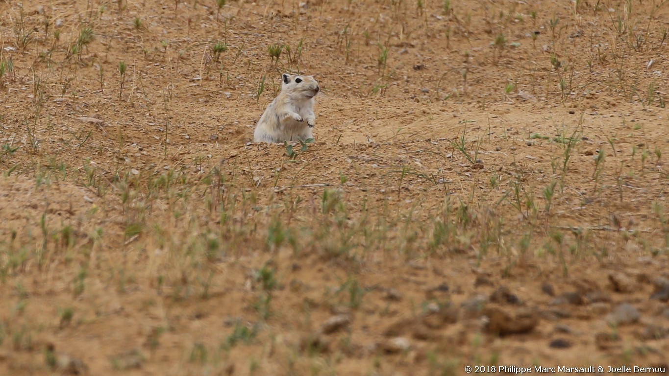 /ecran/Turkmenistan_2018_0491.jpg