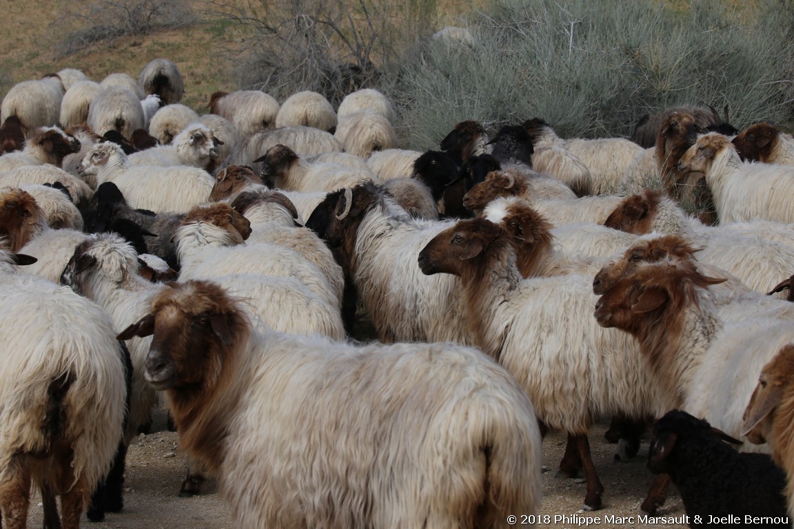 /ecran/Turkmenistan_2018_0583.jpg