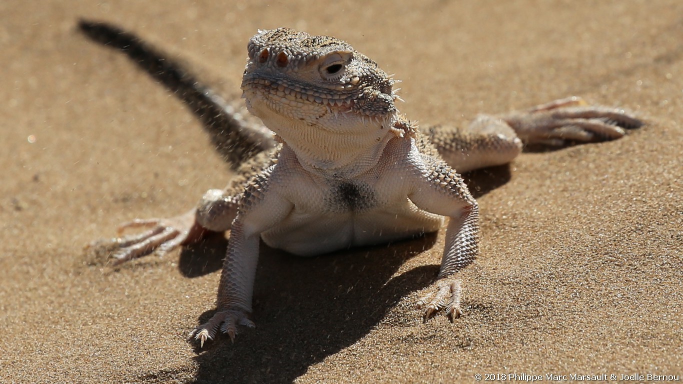 /ecran/Turkmenistan_2018_0790.jpg