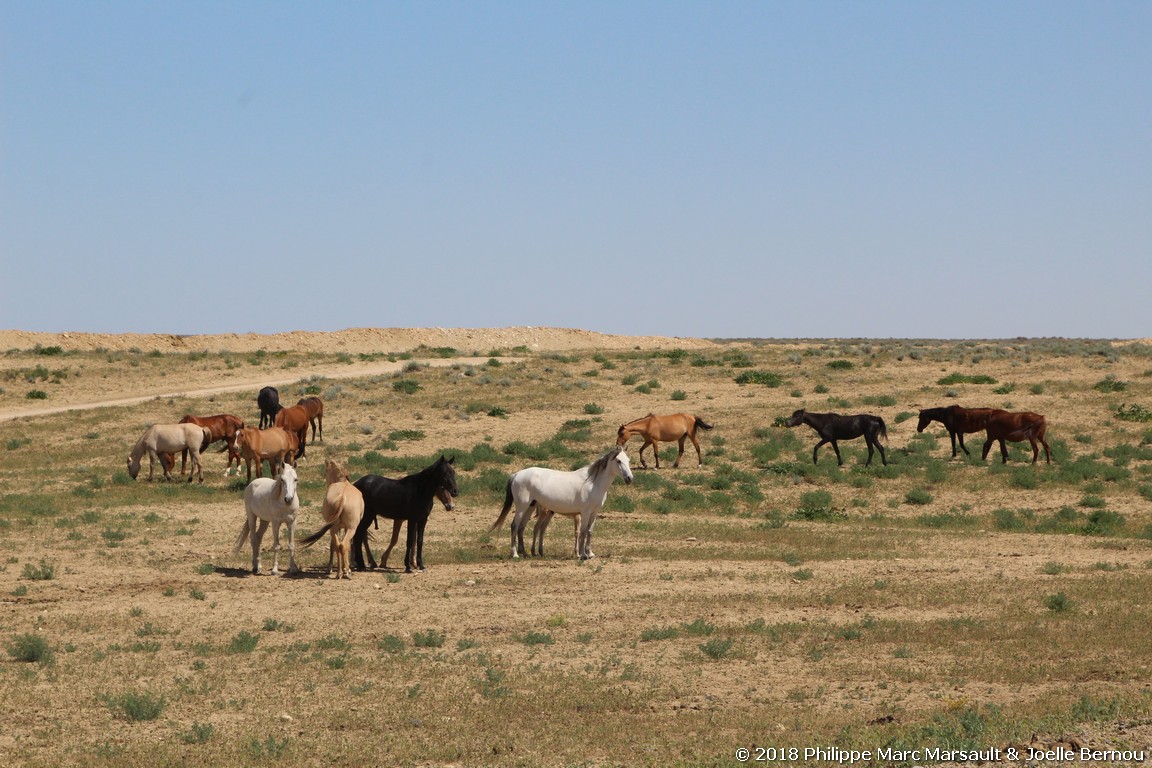 /ecran/Turkmenistan_2018_0806.jpg