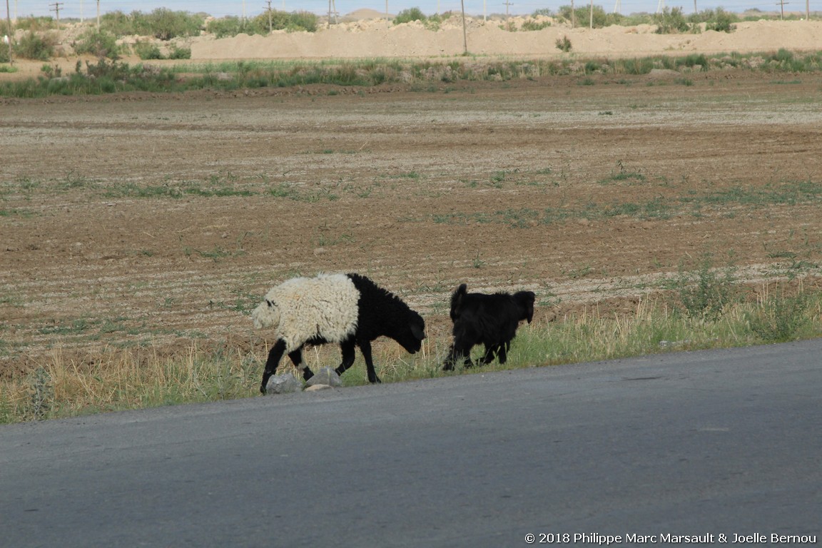 /ecran/Turkmenistan_2018_1308.jpg