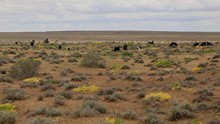 vignette Turkmenistan_2018_0465.jpg 