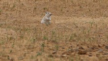 vignette Turkmenistan_2018_0491.jpg 