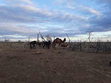 vignette Turkmenistan_2018_0534.jpg 