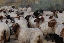 vignette Turkmenistan_2018_0583.jpg 