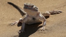 vignette Turkmenistan_2018_0790.jpg 