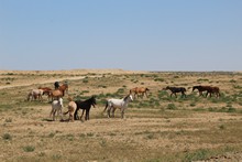 vignette Turkmenistan_2018_0806.jpg 