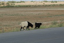 vignette Turkmenistan_2018_1308.jpg 