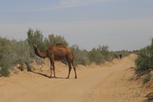 vignette Turkmenistan_2018_1973.jpg 
