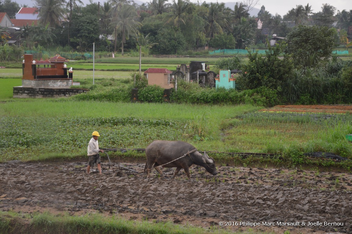 /ecran/Vietnam_2016_0932.jpg