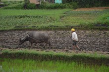 vignette Vietnam_2016_0929.jpg 