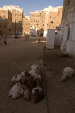 vignette Hadramaout-2_072.jpg 