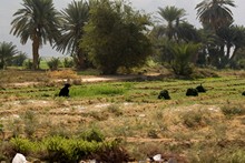 vignette Hadramaout-2_144.jpg 