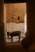 vignette Hadramaout-2_259.jpg 