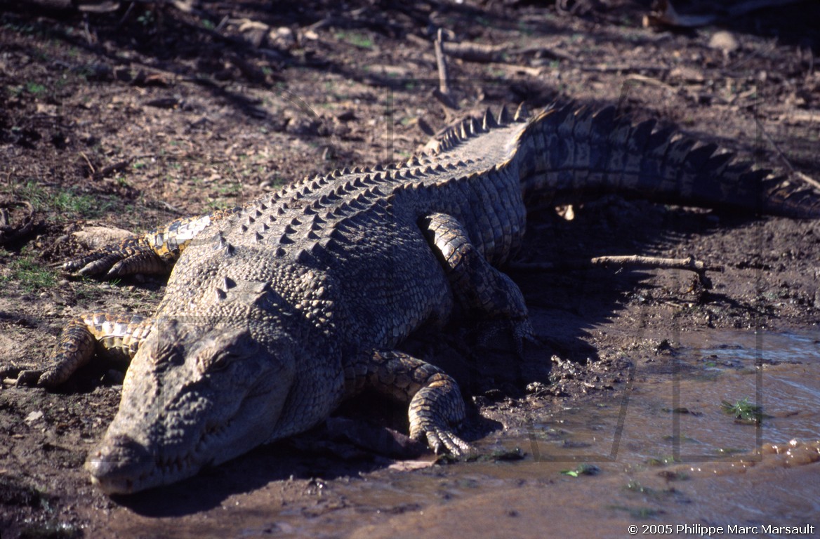 /ecran/D_australie_2005_025.jpg