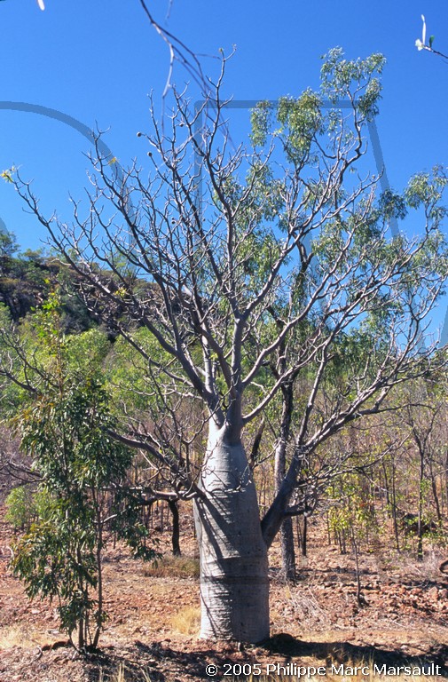 /ecran/D_australie_2005_037.jpg