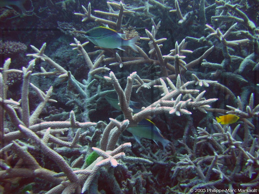 /ecran/N_australie_2005_460.jpg