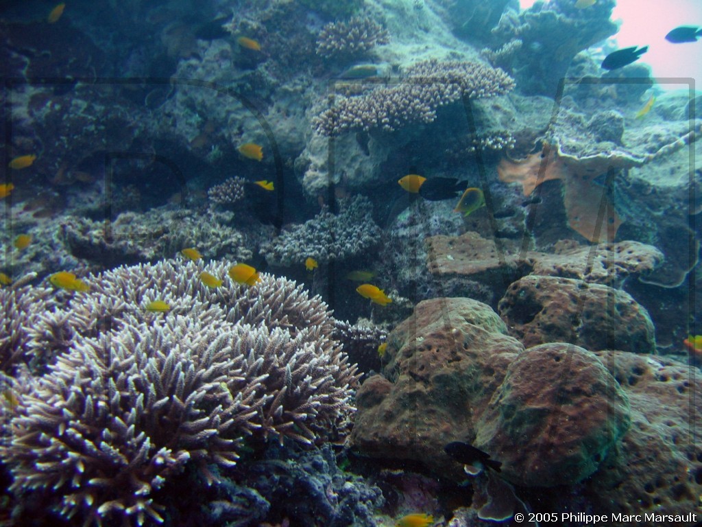 /ecran/N_australie_2005_462.jpg