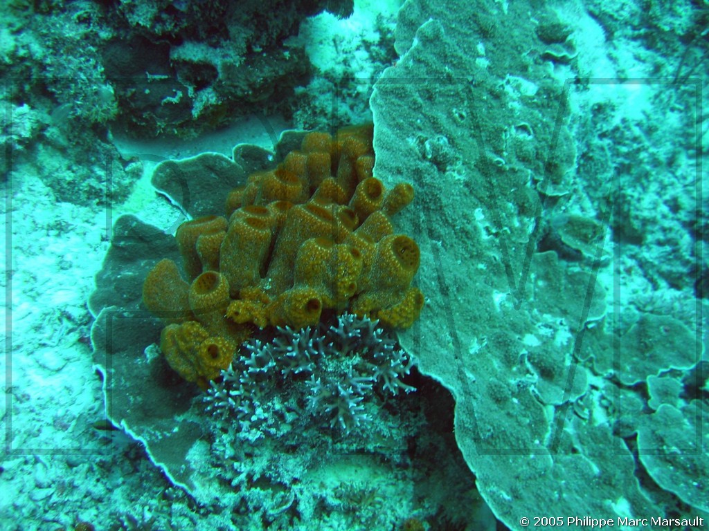 /ecran/N_australie_2005_498.jpg