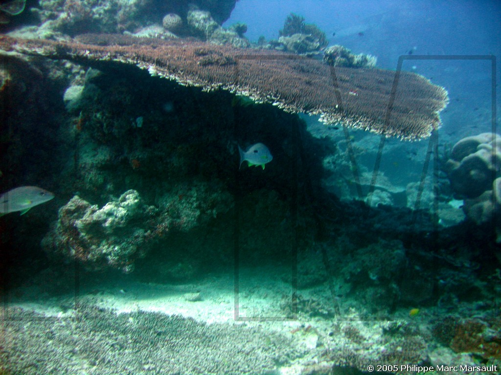 /ecran/N_australie_2005_549.jpg