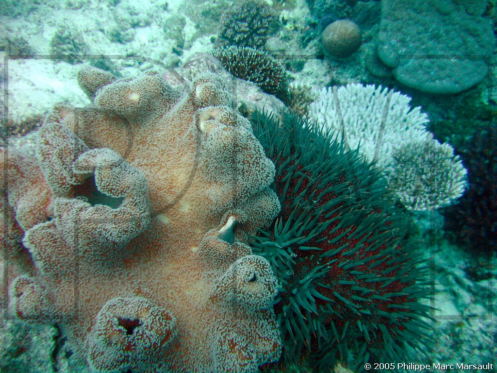 /ecran/N_australie_2005_555.jpg