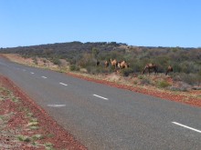 vignette N_australie_2005_142.jpg 