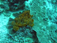 vignette N_australie_2005_498.jpg 