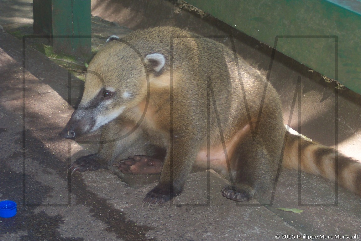 /ecran/N_bresil_2005_023.jpg