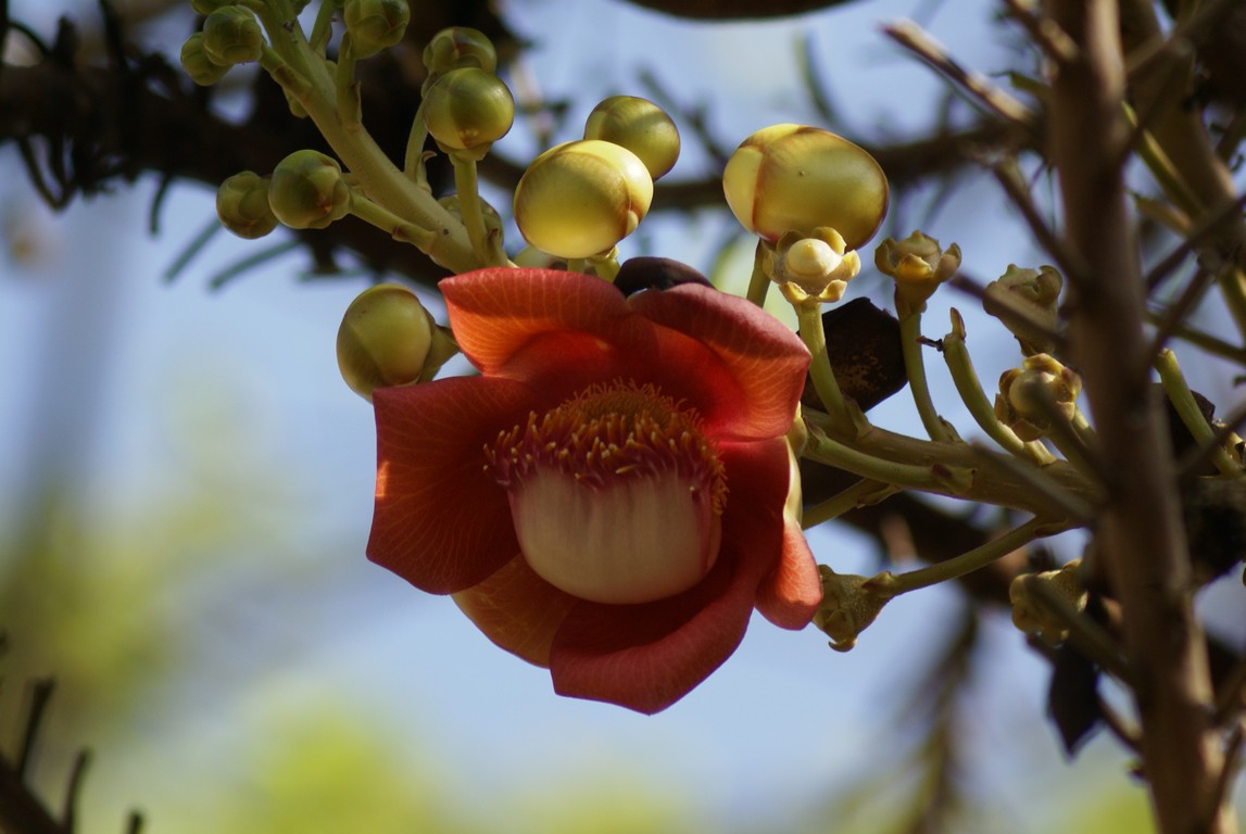 /ecran/Cambodge_0052.jpg