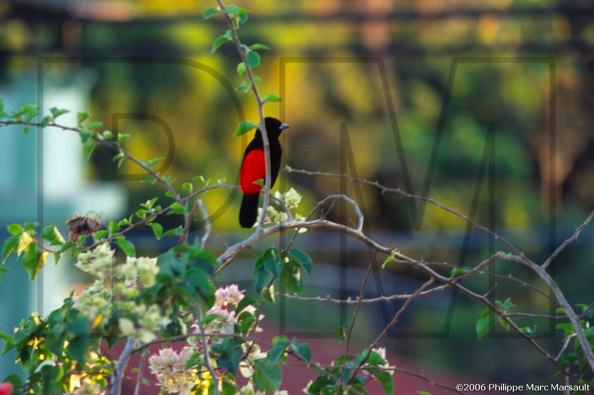 /ecran/D_Costa-Rica_072.jpg