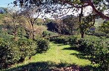 vignette D_Costa-Rica_039.jpg 