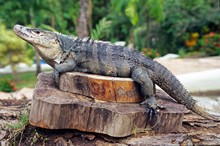 vignette D_Costa-Rica_054.jpg 