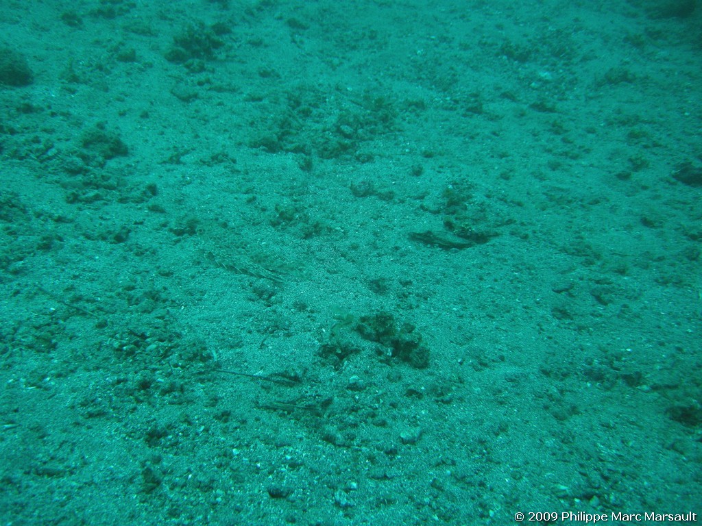 /ecran/Manado_2009_0241.jpg