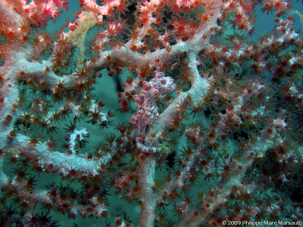 /ecran/Manado_2009_0310.jpg