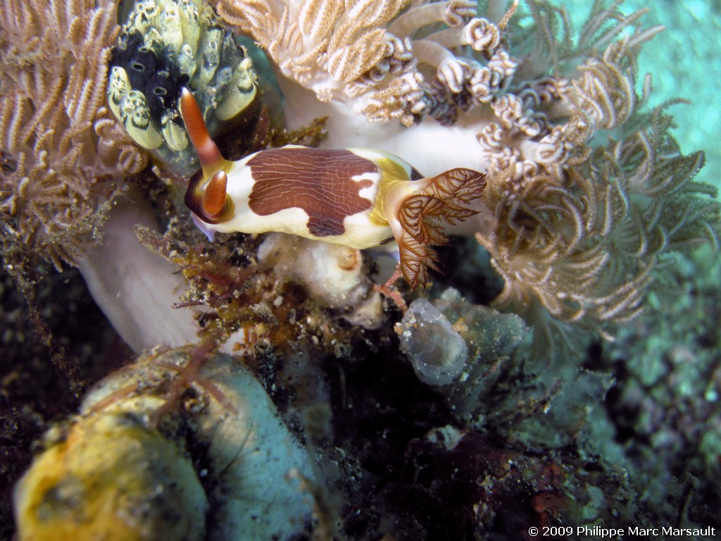 /ecran/Manado_2009_0452.jpg