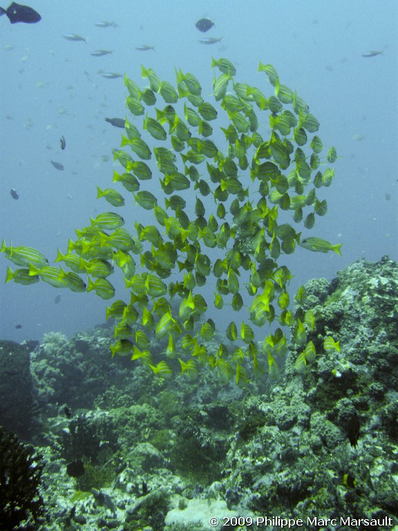 /ecran/Manado_2009_0509.jpg