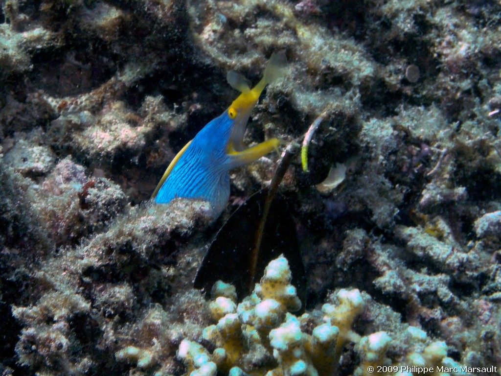 /ecran/Manado_2009_0607.jpg