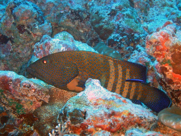 /ecran/raiatea_012.jpg