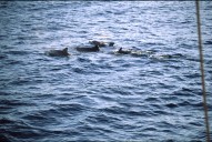 vignette seychelles_025.jpg 